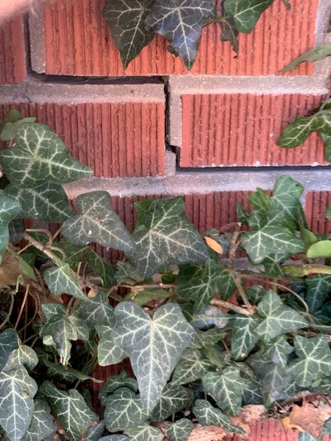 Cracked and separated mortar joints in a brick foundation wall